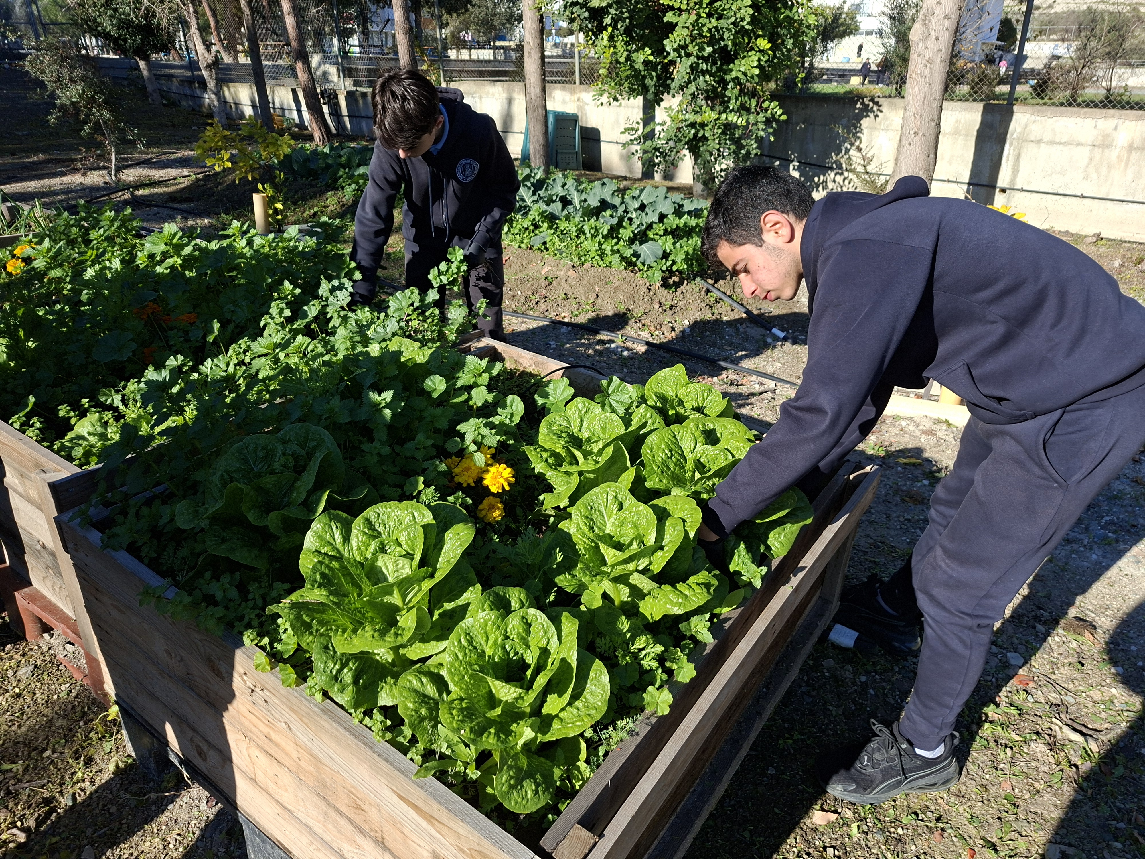 Η πρώτη βιολογική παραγωγή μαρουλιών στο πλαίσιο των 